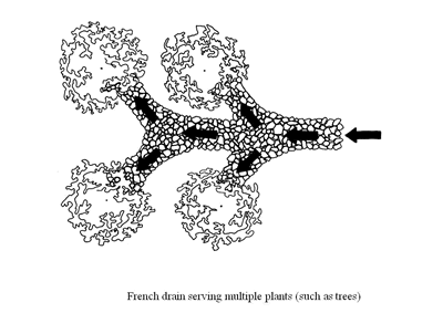 French drain sersving mult plants